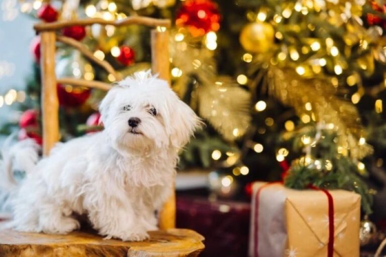 small white terrier